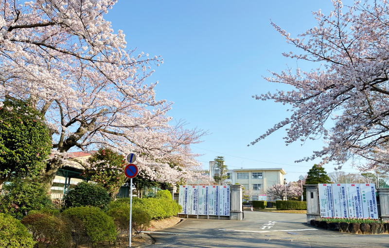 sakuraA